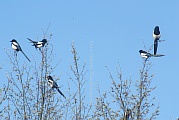 39_vogel_DSC01525.jpg