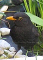 46_vogel_amsel01.jpg