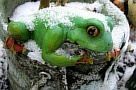 03froschfigur_im_schnee01.jpg