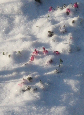 01alpenfeilchen_im_schnee00.jpg