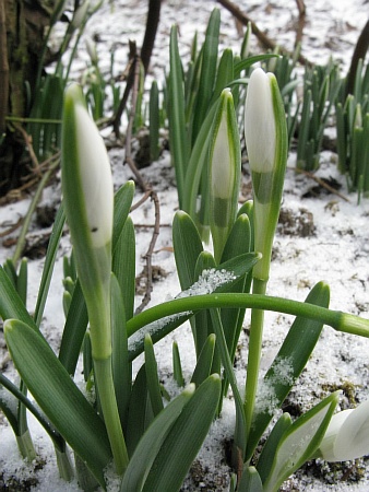 07schneeglockentriebe_im_schnee00.jpg