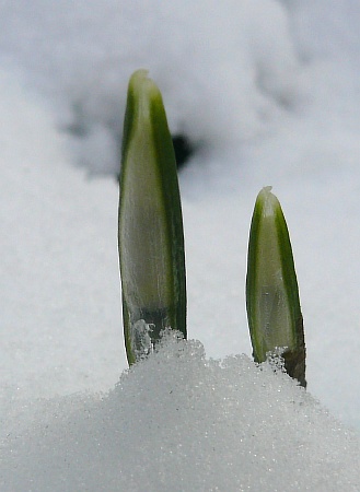 08ersten_schneeglockentriebe_im_schnee01.jpg