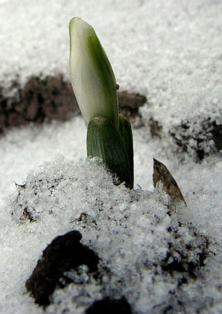 09schneeglockentrieb_im_schnee02.jpg