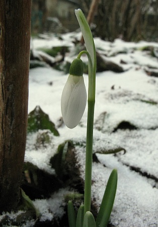 10schneeglockentrieb_im_schnee03.jpg