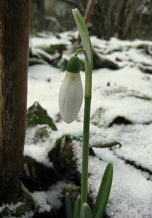 10schneeglockentrieb_im_schnee03.jpg