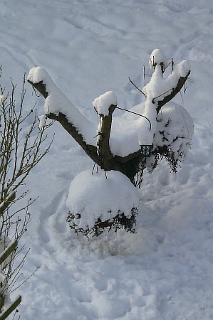 nachbars_garten04.jpg