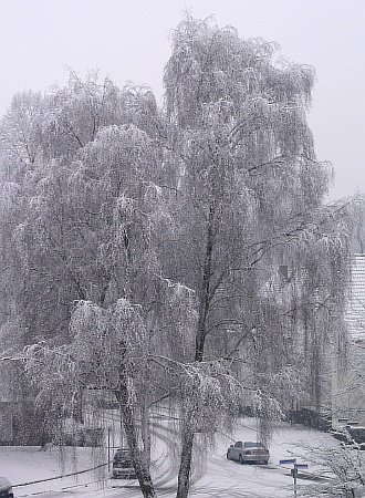 schneebaum02.jpg