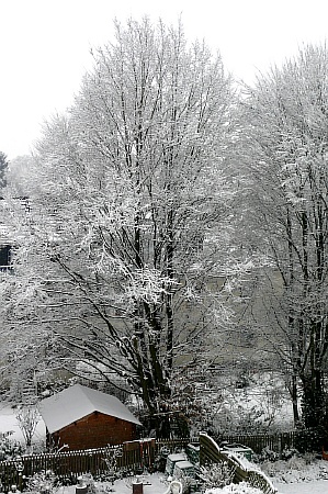 schneebaum03.jpg