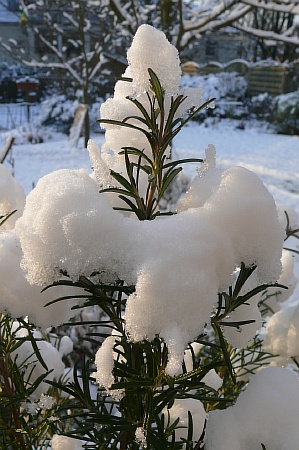 schneestrauch01.jpg