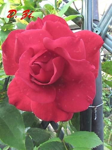 05_rose_rot.JPG