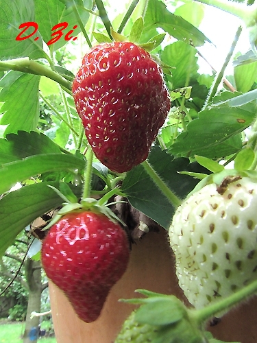 09_erdbeeren.JPG