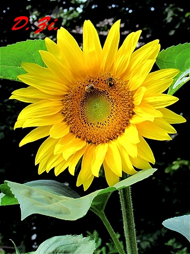 13_sonnenblume.jpg