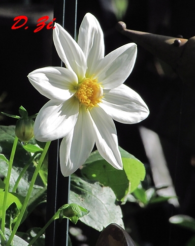 17_clematis_weiss.JPG