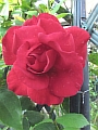 05_rose_rot.JPG