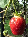 08_erdbeere.JPG