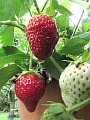 09_erdbeeren.JPG