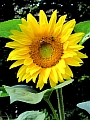 13_sonnenblume.jpg