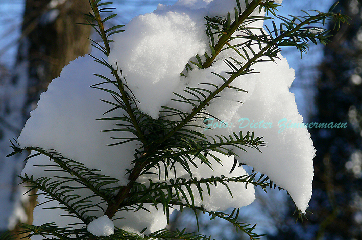 05schnee_auf_tannenast.jpg