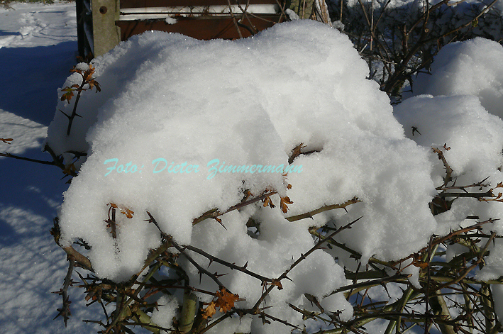 13rosenhecke_mit_schneehaube.jpg