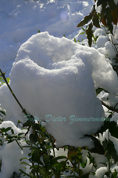 17schneehaube_auf_strauch.jpg