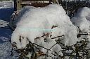 13rosenhecke_mit_schneehaube.jpg