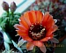 13_Kakt-blüte-orange-02.jpg