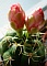 45_Kakt-blüte-rosa-01.jpg