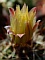 49_Kakt-blüte-gelb-03.jpg