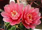 53_Kakt-blüte-rosa-04a.jpg